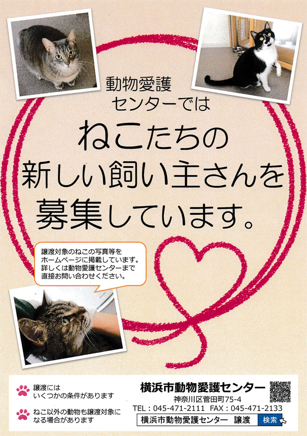 動物愛護センターではねこたちの新しい飼い主さんを募集しています。