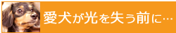 愛犬が光を失う前に