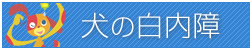 犬の白内障